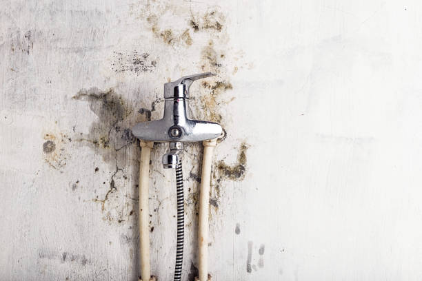 Best Local Mold Removal Service  in Mesita, NM