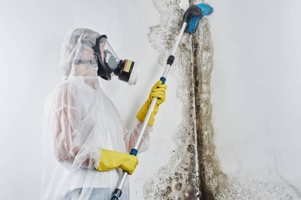 Best Professional Mold Removal  in Mesita, NM