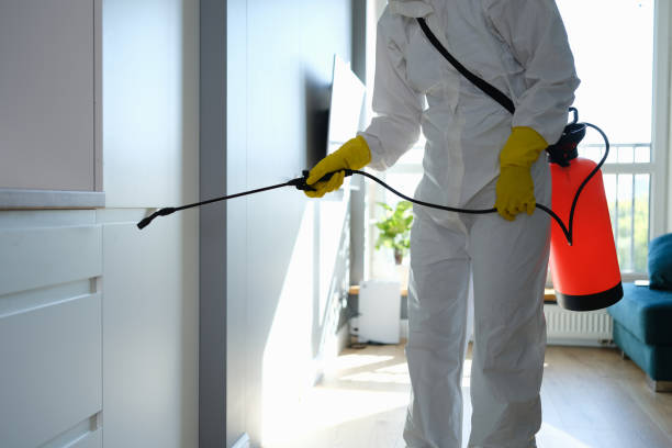 Best Mold Damage Repair  in Mesita, NM