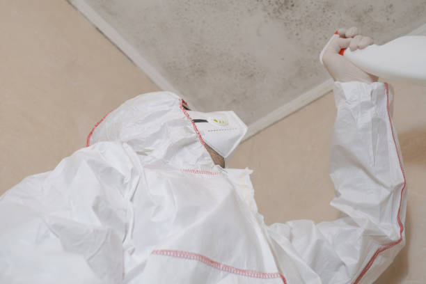 Office Mold Removal Services in Mesita, NM