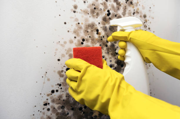 Best Fast Mold Removal  in Mesita, NM