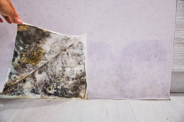Mesita, NM Mold Removal Company